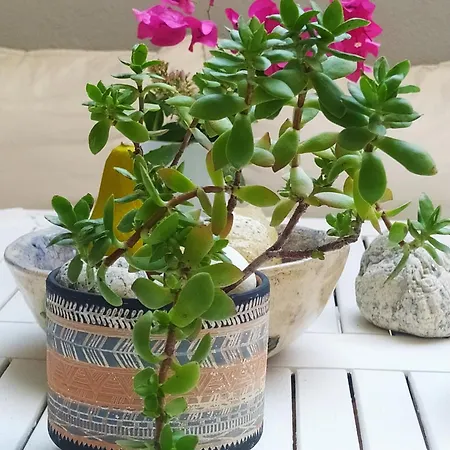 Thalassa Kai Almira 3* 사르티