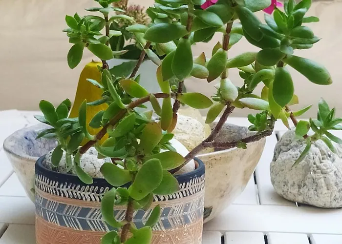 Thalassa Kai Almira 3* Sárti